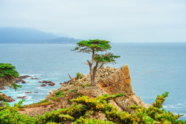 Una vista pittoresca di un cipresso solitario in un parco sulla costa a Monterey