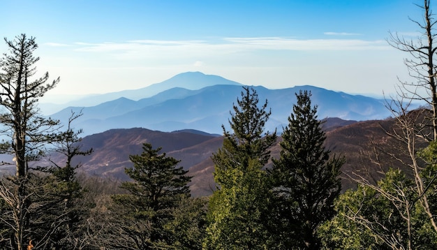 Una vista sulle cime degli alberi fino alla Smoky Mountain