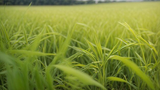 Una vivace pianta di riso da vicino nel campo
