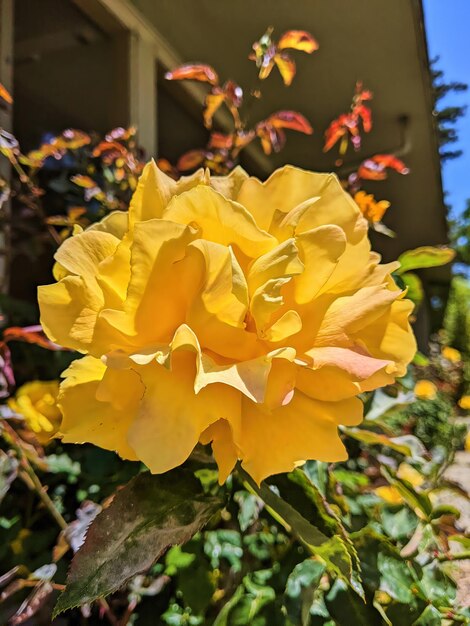 Una vivace rosa gialla in fiore sullo sfondo di un giardino