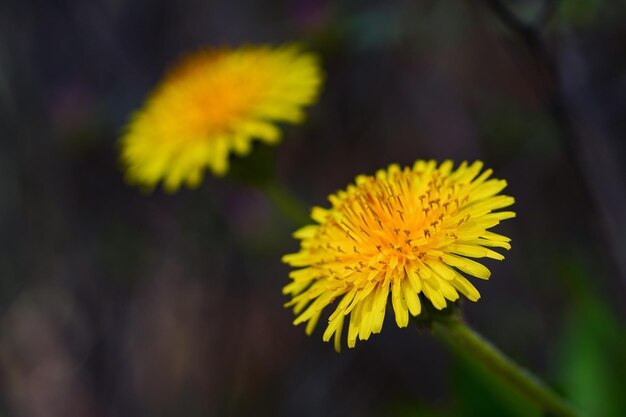 Una vivace schiera di fiori