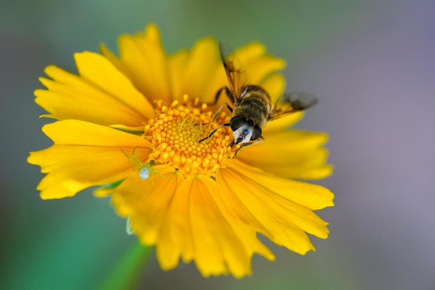 Una vivace schiera di fiori