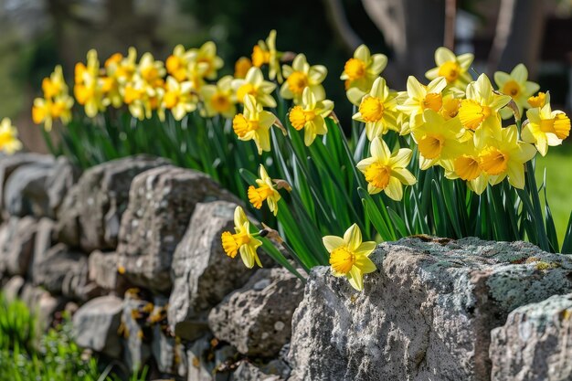 Una vivace sfilata di narcisi che si abituano al calore del sole primaverile lungo un pittoresco muro di pietra