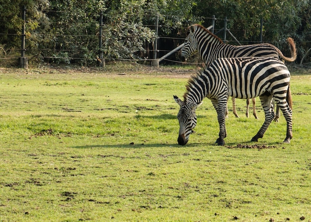 Una zebra al mondo di Safari, Bangkok Tailandia.