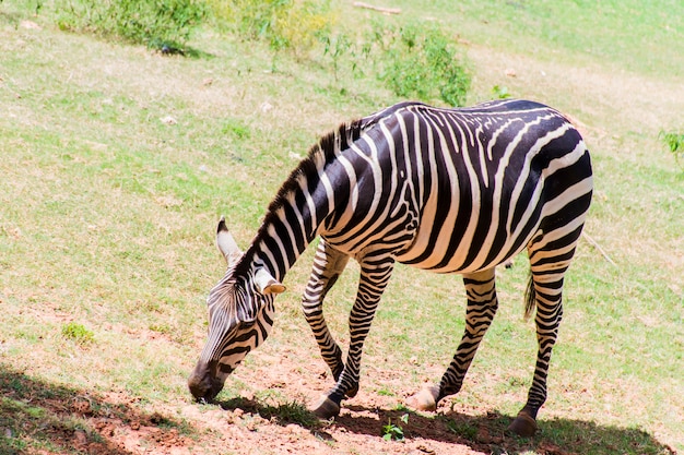 Una zebra è in piedi e pascola per terra.