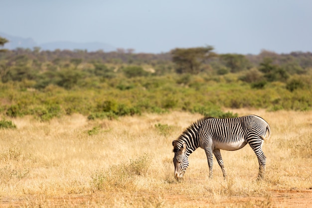 Una zebra grigia sta pascolando nella campagna di Samburu in Kenya