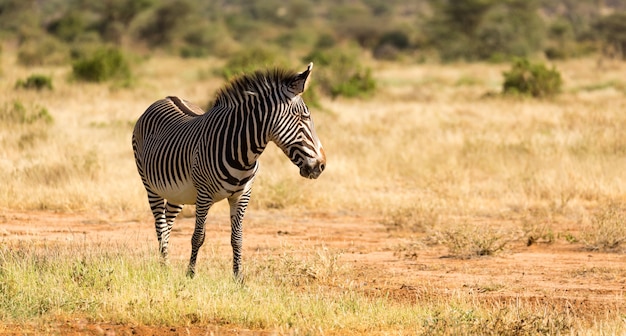 Una zebra grigia sta pascolando nella campagna di Samburu in Kenya