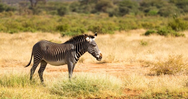 Una zebra grigia sta pascolando nella campagna di Samburu in Kenya