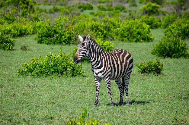 Una zebra solitaria al pascolo nelle pianure della Riserva Nazionale di Masai Mara