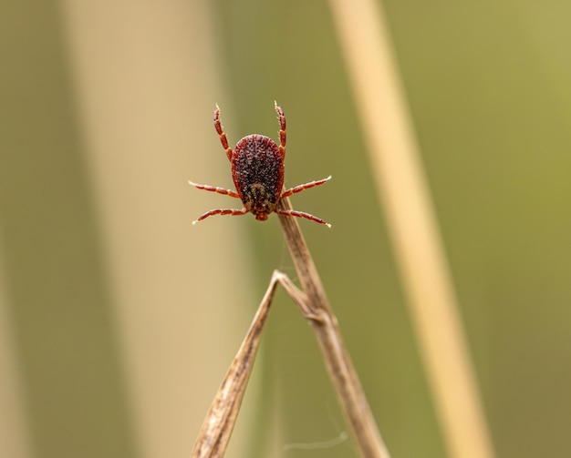 Una zecca solitaria che si arrampica su un filo d'erba