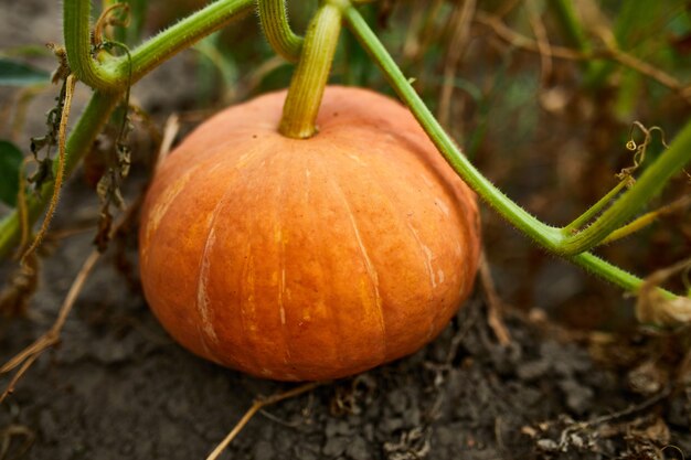 Una zucca nella toppa di un contadino in attesa di raccogliere, mature, zucche organiche in giardino, raccolto autunnale