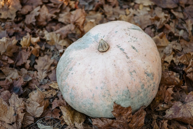 Una zucca su foglie gialle e dorate nella foresta Concetto di raccolto autunnale Foto calda della sera