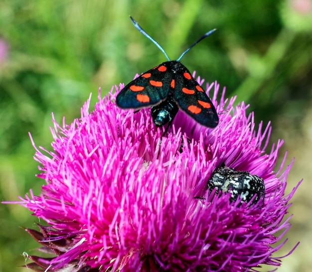 Una Zygaena ephialtes con macchie rosse seduta su un fiore viola.