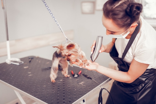 Unghie per cani. Donna dai capelli scuri che indossa maschera e uniforme che si prende cura delle unghie per il cane