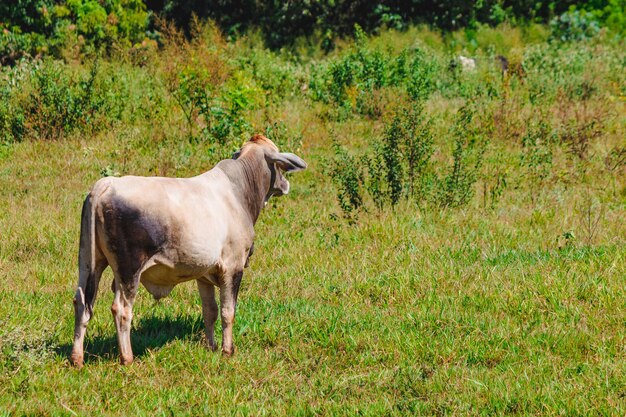 Unica mucca in piedi a guardare nel campo verde Panorama di mucche al pascolo in un prato con erba e sullo sfondo l'alba