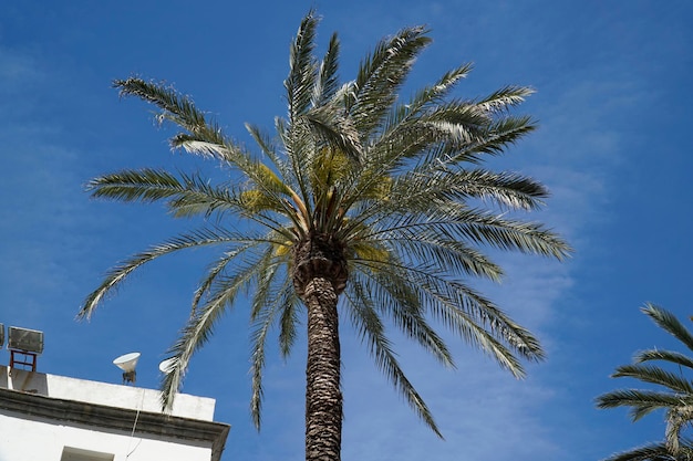 Unica palma e cielo sullo sfondo