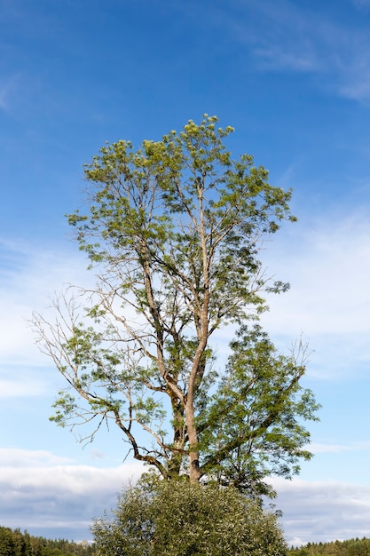 unico albero e cielo blu