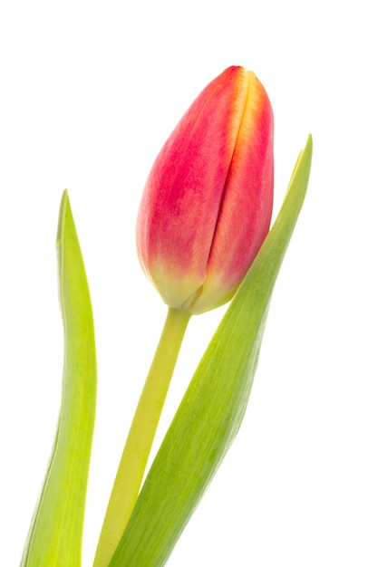 Unico tulipano rosa e giallo