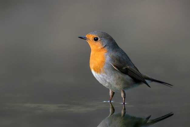 Unione Robin (Erithacus rubecula) facendo un bagno nella foresta