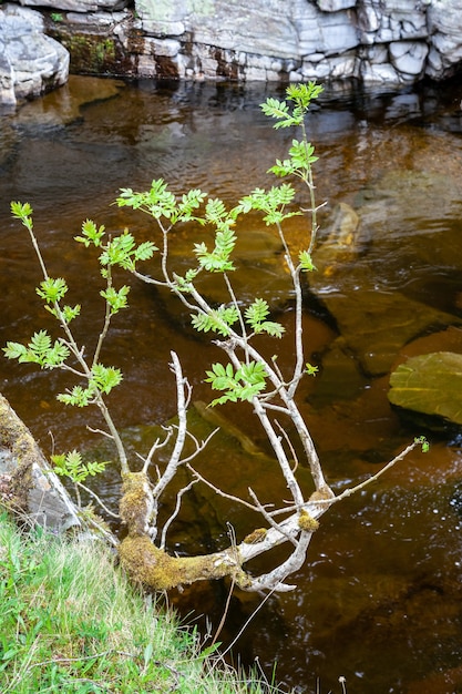 Unione Rowan tree o sorbo (Sorbus aucuparia), in primavera sulla riva del fiume Tay