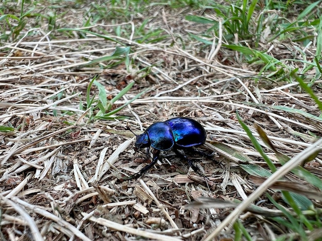 Uno scarabeo blu che cammina nell'erba verde