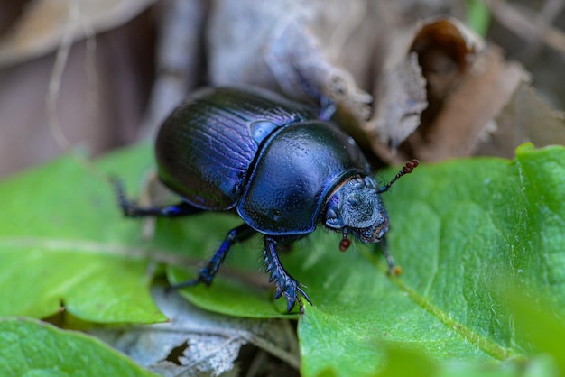 Uno scarabeo blu su una foglia
