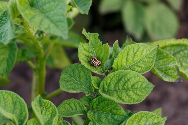 Uno scarabeo del colorado che mangia foglie di patata