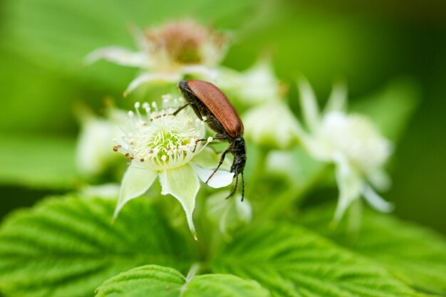 Uno scarabeo si siede su un fiore di lampone