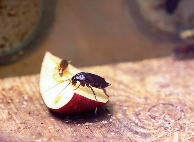 Uno scarafaggio su una fetta di mela