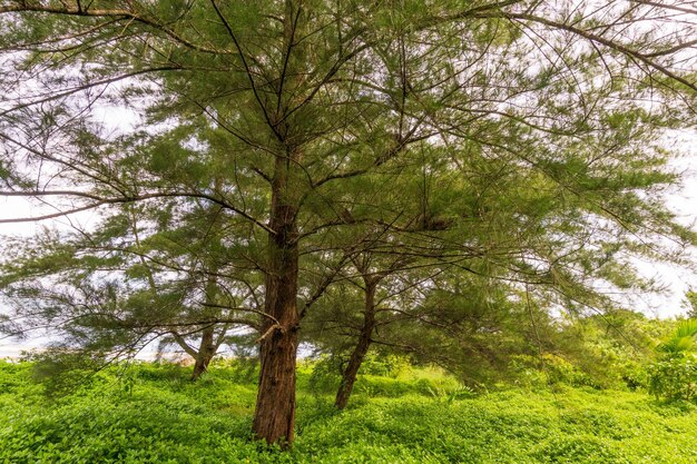 Uno scenario naturale di pini fiancheggiava la costa dell'Indonesia