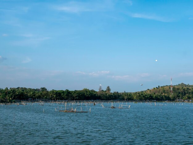 Uno scenario naturale nel lago Rowo Jombor Klaten Indonesia