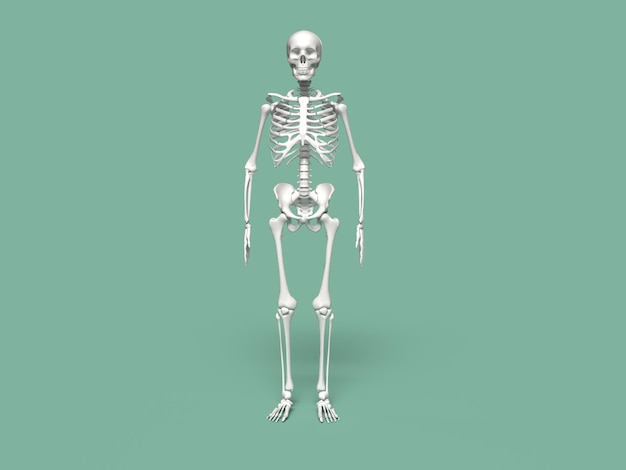 Uno scheletro con una mascella inferiore e una mascella inferiore.