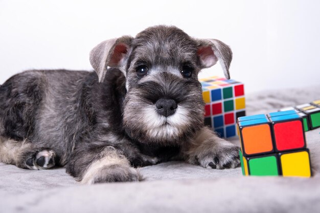 Uno schnauzer in miniatura di colore bianco e grigio giace su uno sfondo chiaro tra i giocattoli multicolori spazio di copia Piccolo cucciolo di addestramento Addestramento del cane Cucciolo di schnauzer in miniatura barbuto
