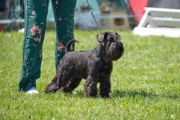 Uno schnauzer in miniatura nero si trova vicino ai piedi delle donne sull'erba