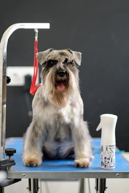 Uno schnauzer in miniatura si siede su un tavolo da toelettatura in un salo di animali