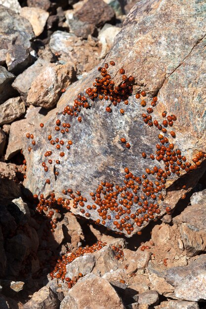 Uno sciame di coccinelle (coccinellidae) a Cipro