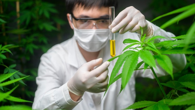 Uno scienziato sta controllando e analizzando un esperimento di cannabis, tenendo in mano un bicchiere di olio di cbd in un laboratorio