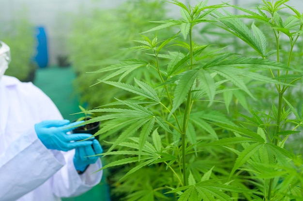 Uno scienziato tiene piantine di cannabis in una fattoria legalizzata.