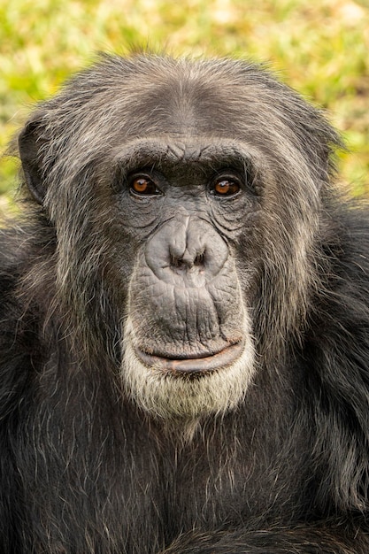 Uno scimpanzé con una faccia marrone e una faccia nera.