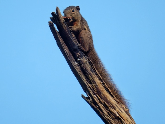 Uno scoiattolo che mangia un ramo d'albero