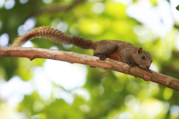 Uno scoiattolo che si arrampica su un albero in giardino