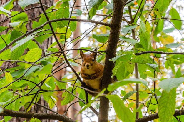 Uno scoiattolo è seduto su un albero e guarda la telecamera.