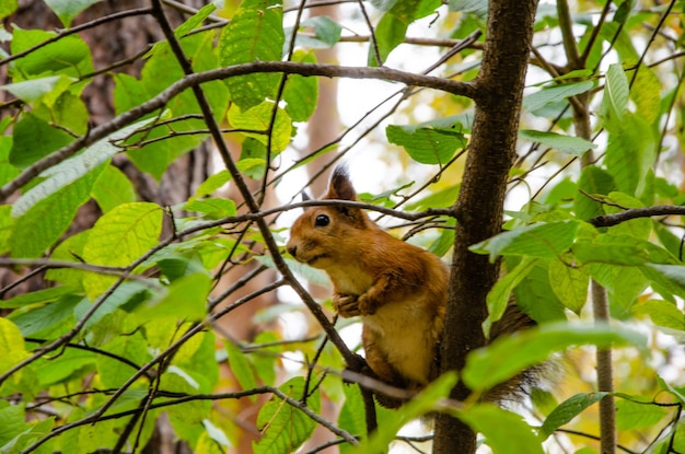 Uno scoiattolo è seduto su un ramo di un albero.