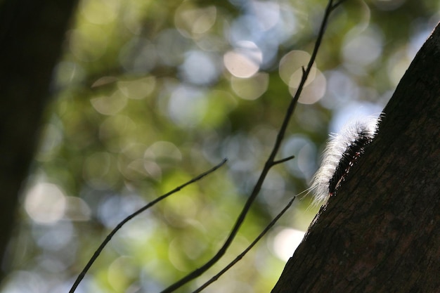 Uno scoiattolo è su un ramo di un albero con il sole che splende su di esso.