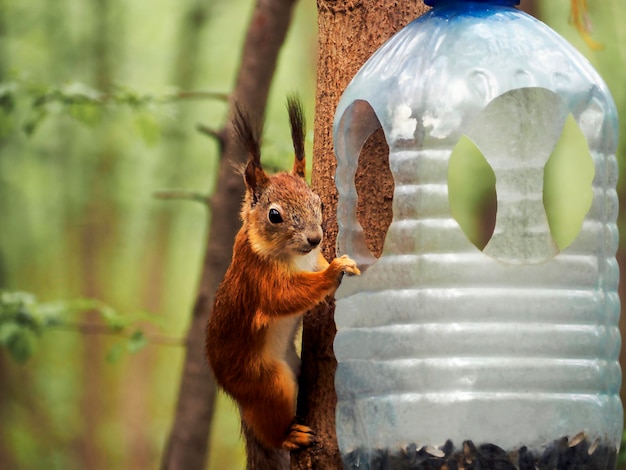 Uno scoiattolo e una mangiatoia per uccelli su un albero Il concetto di natura Il concetto di inquinamento ambientale La bellezza naturale