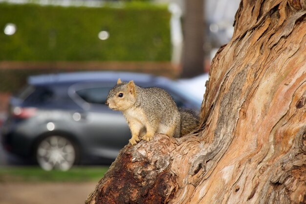 Uno scoiattolo grigio dai capelli rossi si siede su un albero a Los Angeles California USA