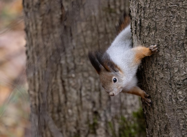 Uno scoiattolo nella foresta su un albero guarda a terra