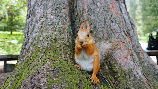 Uno scoiattolo rosso con una coda soffice rosicchia una noce