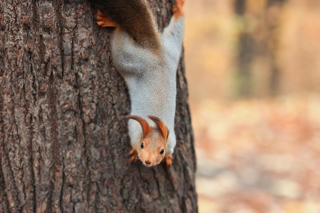 Uno scoiattolo rosso posa su un albero Ritratto di un divertente scoiattolo soffice con divertenti orecchie soffici seduto su un albero Messa a fuoco morbida