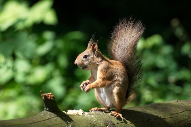 Uno scoiattolo rosso Sciurus vulgaris si siede su un vecchio ceppo in una soleggiata giornata estiva